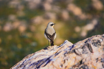 northern wheater on a stone