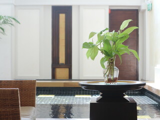 Tiny plant on the table with a wooden chair beside and blurred background. Front view.