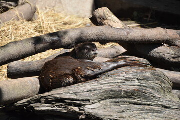 Obraz premium Taipei Zoo in Taipei, Taiwan
