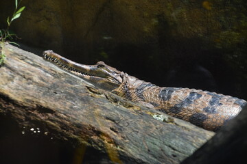 Taipei Zoo in Taipei, Taiwan
