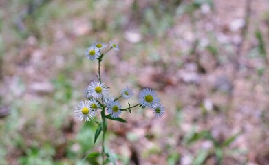 A flower that announces spring