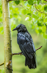 black raven in rain