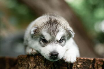 One Little cute puppy of Siberian husky dog outdoors