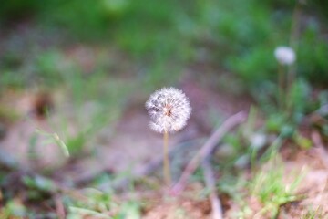 A flower that announces spring