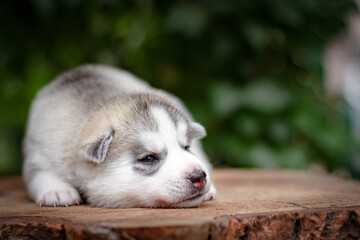 One Little cute puppy of Siberian husky dog outdoors
