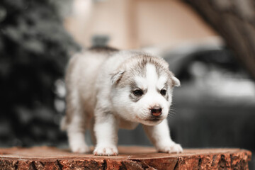 One Little cute puppy of Siberian husky dog outdoors