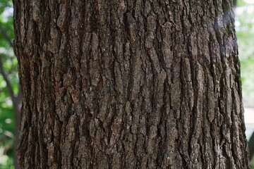 A tree on a summer day