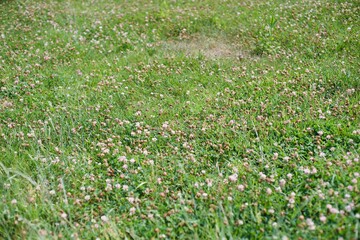 A flower that announces spring