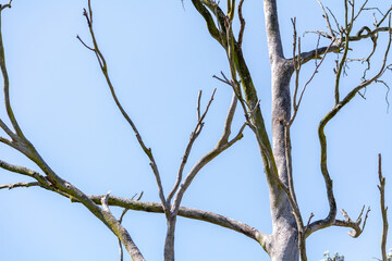 branches against blue sky