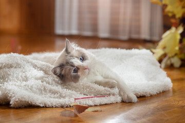 fluffy cat plays. Bicolor Rag Doll at home
