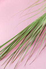 green leaf on a pink background. texture