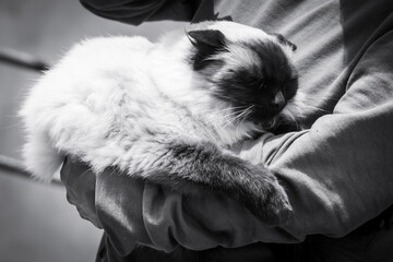 himalayan cat sleeping in the arms of its owner