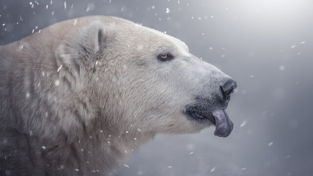 A polar bear goes into a snowfall. Beautiful photo.