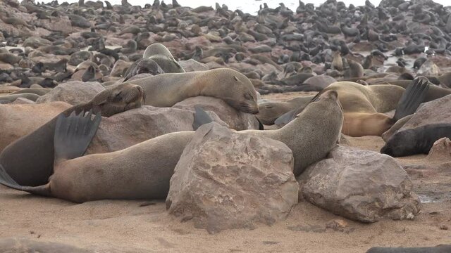 Sea Lion Colony, Many Seals, Fur Seal, Walking in sunset Sandy Beach. Wildlife.