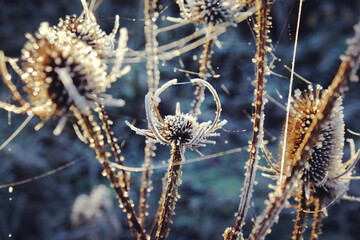 Frost and spider webs glistens on Wild Teasel (Dipsacus) during the winter.