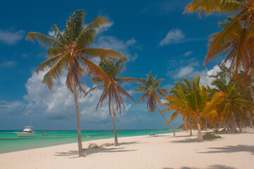 Fototapeta na wymiar palm trees in the Caribbean