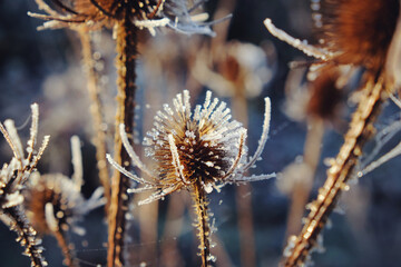 Frost and spider webs glistens on Wild Teasel (Dipsacus) during the winter.