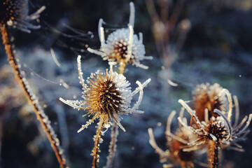 Frost and spider webs glistens on Wild Teasel (Dipsacus) during the winter.