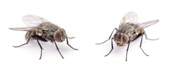 fly isolated on a white