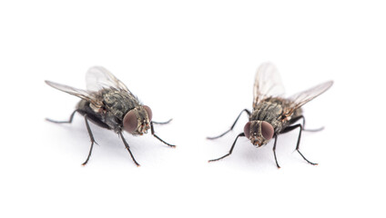 fly isolated on a white background