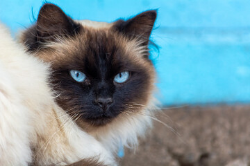 himalayan cat sleeping in the arms of its owner