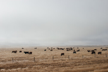 Fototapeta na wymiar Brown cows graze on dry grass in autumn on a foggy day. Black bulls in the winter pasture in cloudy weather.
