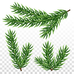Fir tree branches on transparent background. Set of spruce color twigs. Christmas or New Year design elements. Isolated vector template