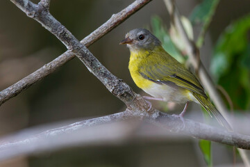 Ashy-headed Greenlet, Hylophilus pectoralis