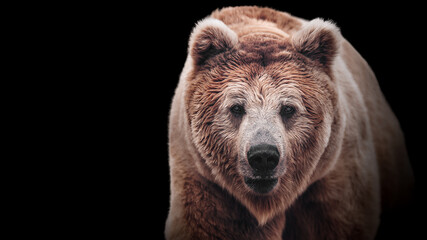 Stare of a brown bear female, isolated on white background. Macro face portrait of the most mighty beast of the world. Eye to eye with severe and very dangerous predator. © Евгения Шихалеева