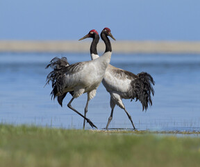 Zwarthalskraanvogel, Black-necked Crane, Grus nigricollis