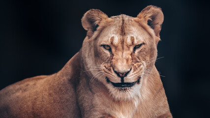 The lioness smiles slyly. A formidable predator.