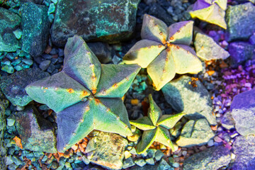 Various type of Astrophytum Asterias cactus under artificial light phytolamp.