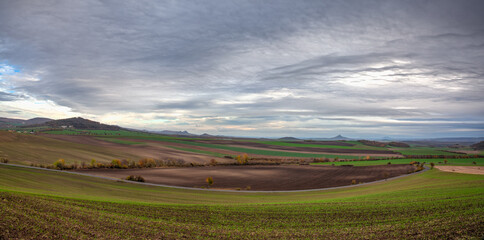 View of field divided into sectors by wheat varieties.