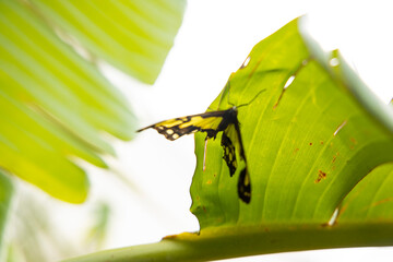 Colorful butterfly standing on a plant leaf