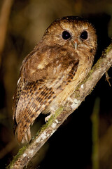 Kaneelkleurige Schreeuwuil, Cinnamon Screech-Owl, Megascops petersoni