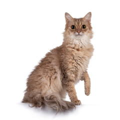 Sweet young adult cinnamon LaPerm cat, sitting side ways with one paw playful in air. Looking...