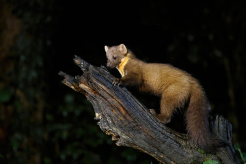 European pine marten (Martes martes), also known as the pine marten or the european marten, searching for food in the forest at night in Drenthe in the Netherlands