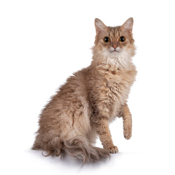 Sweet young adult cinnamon LaPerm cat, sitting side ways with one paw  playful in air. Looking towards camera. Isolated on white background.  Stock-Foto | Adobe Stock