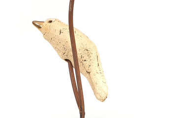 Bird on branches (isolated on white background), layout postcard