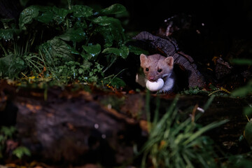 Beech marten (Martes foina), also known as the stone marten, house marten or white breasted marten,...