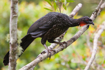 Grijspootsjakohoen, Dusky-legged Guan, Penelope obscura