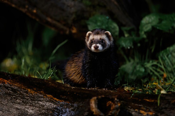 Fototapeta premium European polecat (Mustela utorius) searching for food at night in the forest of Drenthe in the Netherlands