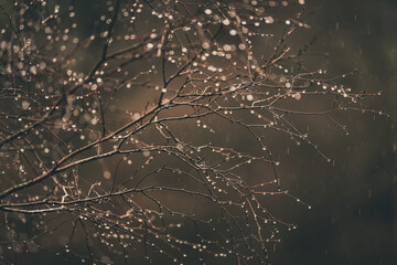 rain drops on the branches a tree