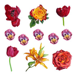 Viola, tulips, roses, lilies. Set of watercolor flowers isolated on white background