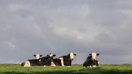 black and white spotted dutch cows are relaxing in green grass under a clouded sky in The...