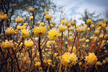Yellow edgeworthia chrysantha paperbush in bloom