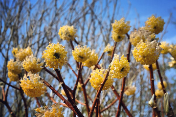 Yellow edgeworthia chrysantha paperbush in bloom
