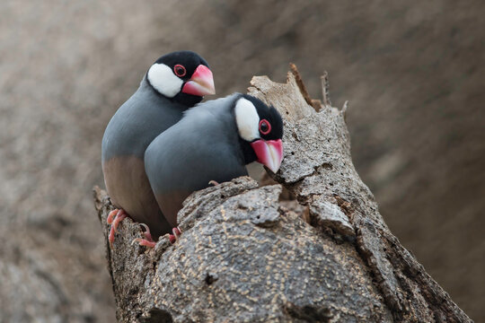 Rijstvogel, Java Sparrow, Lonchura oryzivora