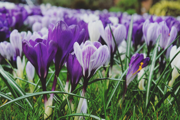 Purple, violet and white crocus flowers in grass