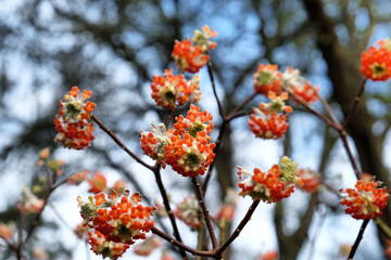Edgeworthia Chrysantha 'red dragon' paper bush in bloom